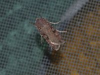Rubbed Dart Moth
